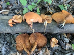Gymnopilus liquiritiae