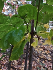 Acer pensylvanicum