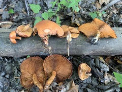 Gymnopilus liquiritiae