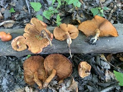 Gymnopilus liquiritiae