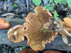 Gymnopilus liquiritiae