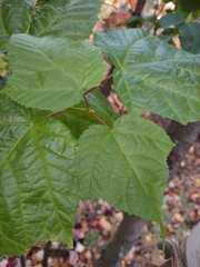 Acer pensylvanicum