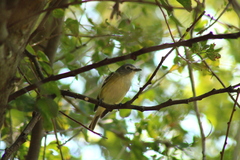 Vireo cassinii