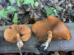 Gymnopilus liquiritiae