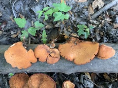 Gymnopilus liquiritiae