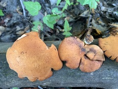 Gymnopilus liquiritiae