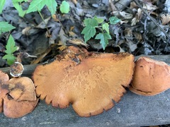 Gymnopilus liquiritiae