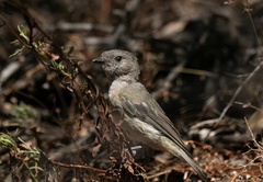 Pachycephala fuliginosa