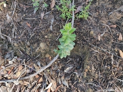 Arctostaphylos andersonii