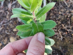Arctostaphylos andersonii