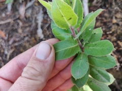 Arctostaphylos andersonii