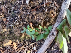 Arctostaphylos andersonii