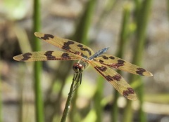 Rhyothemis graphiptera