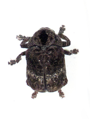 Chrysomeloidea