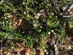 Spyridium eriocephalum