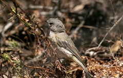 Pachycephala fuliginosa