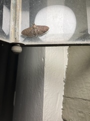 Pilocrocis