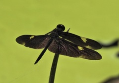 Rhyothemis princeps