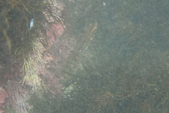Notolabrus gymnogenis