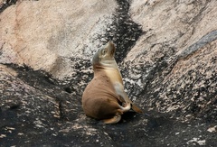 Neophoca cinerea