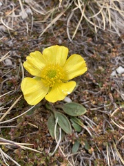 Ranunculus adoneus
