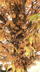 Metasequoia glyptostroboides