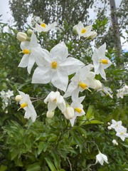 Solanum laxum