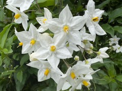 Solanum laxum