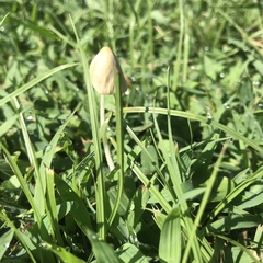 Conocybe apala albipes