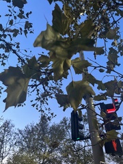 Platanus occidentalis