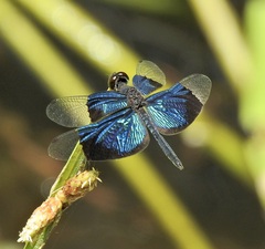 Rhyothemis resplendens