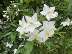 Solanum laxum