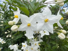 Solanum laxum
