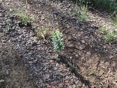Arctostaphylos andersonii