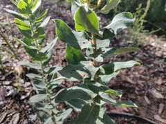 Arctostaphylos andersonii