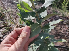 Arctostaphylos andersonii