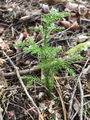 Dendrolycopodium hickeyi