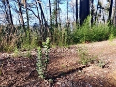 Arctostaphylos andersonii