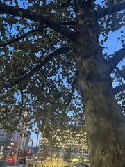 Platanus occidentalis