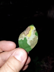 Leucanthiza dircella