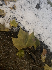 Platanus occidentalis