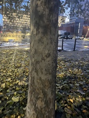 Platanus occidentalis