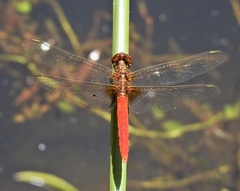 Rhodothemis lieftincki