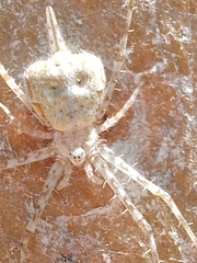 Tamopsis