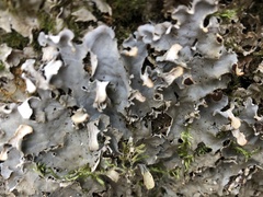 Peltigera elisabethae