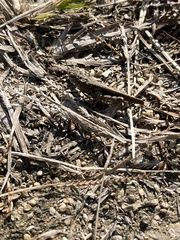 Trilophidia annulata