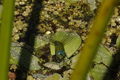 Coryphaeschna adnexa