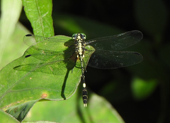 Austrogomphus amphiclitus