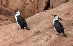 Phalacrocorax fuscescens