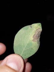 Leucanthiza dircella